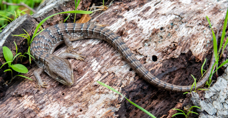 This California Lizard Eats Garden Pests, But Homeowners Often Remove It By Mistake