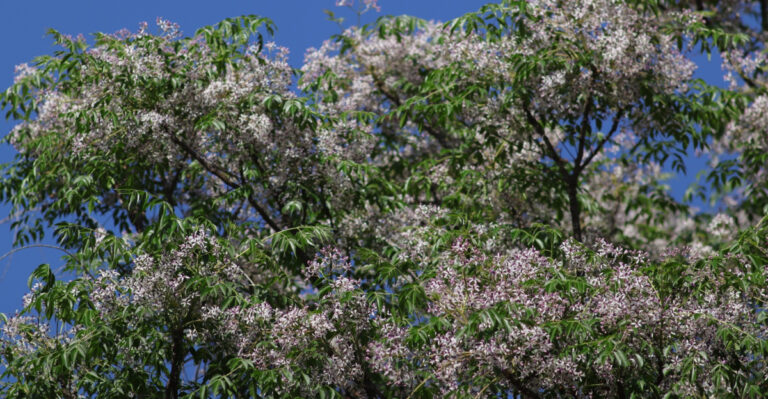 This Common Tennessee Tree Is Poisonous And Most Homeowners Have No Idea