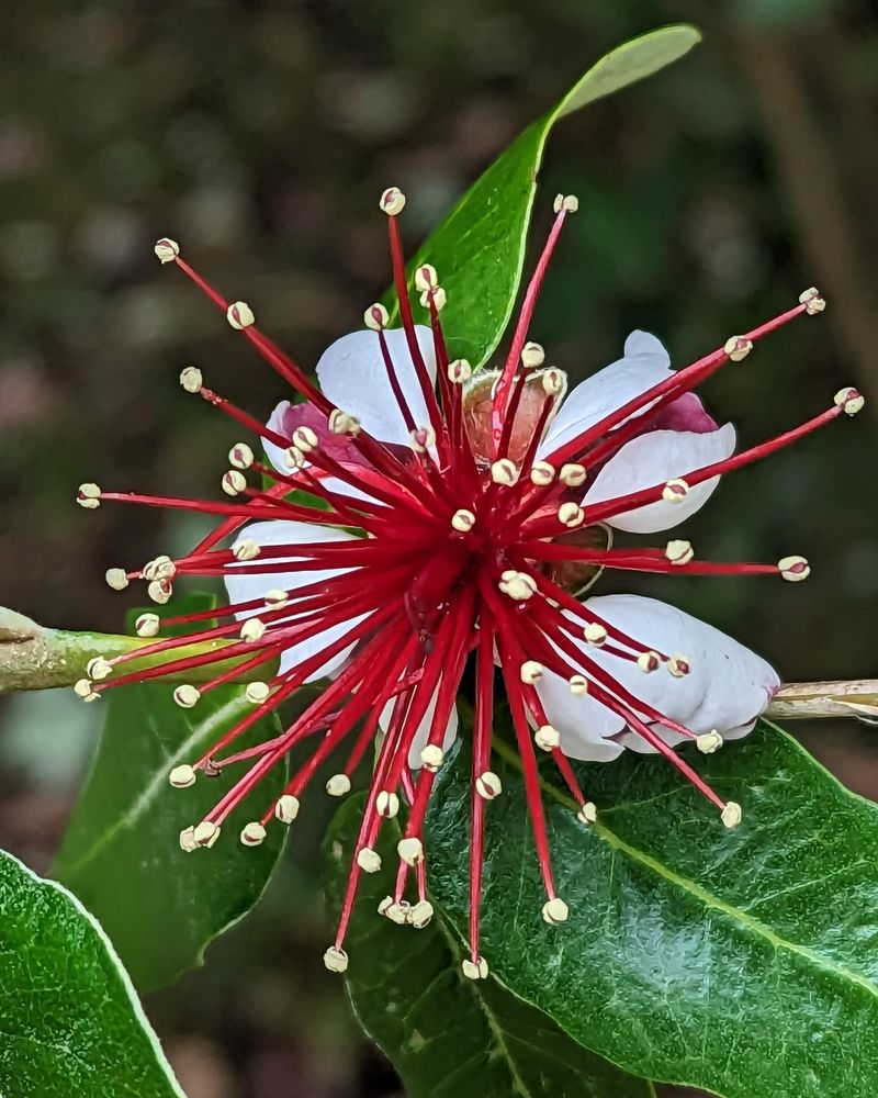 This Evergreen Tree Gives You Fruit And Flowers
