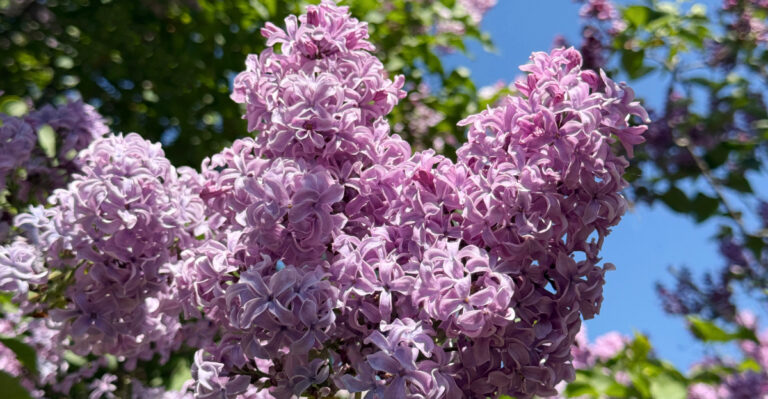 Image Credit: © Lialina Olena / Shutterstock