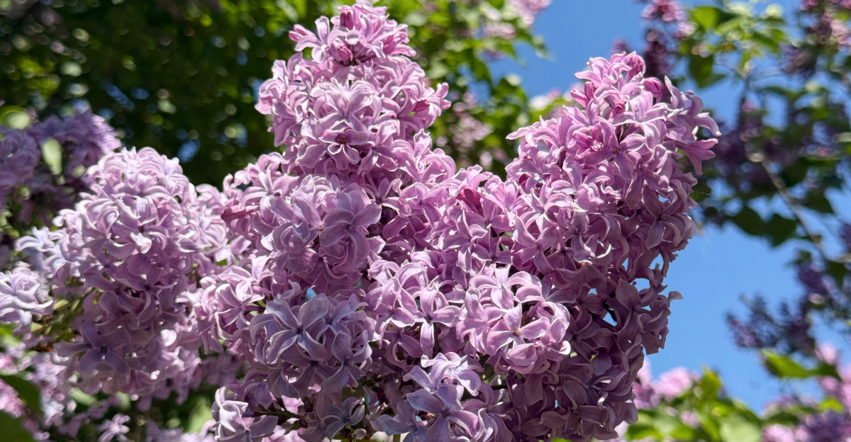 Image Credit: © Lialina Olena / Shutterstock