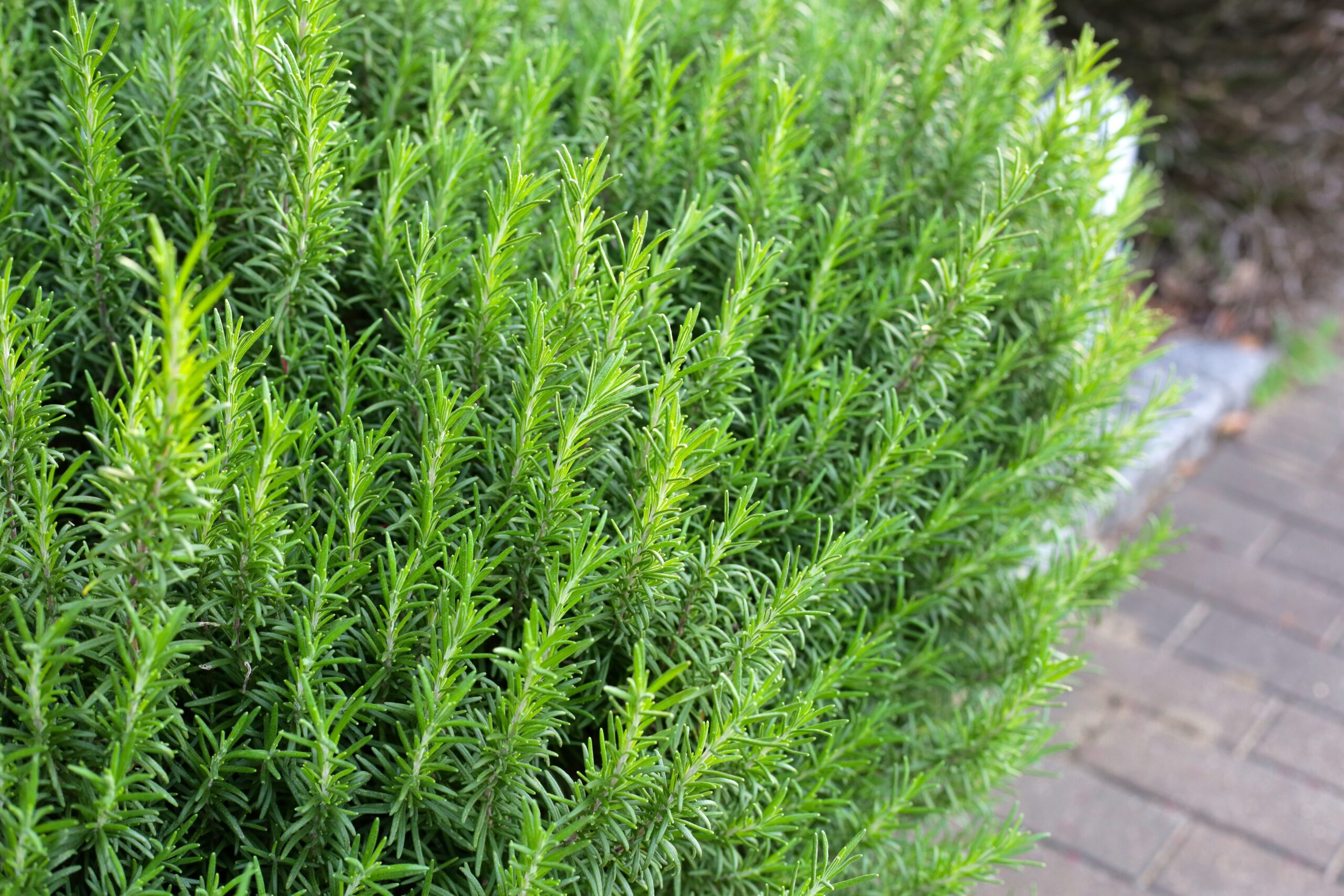 rosemary