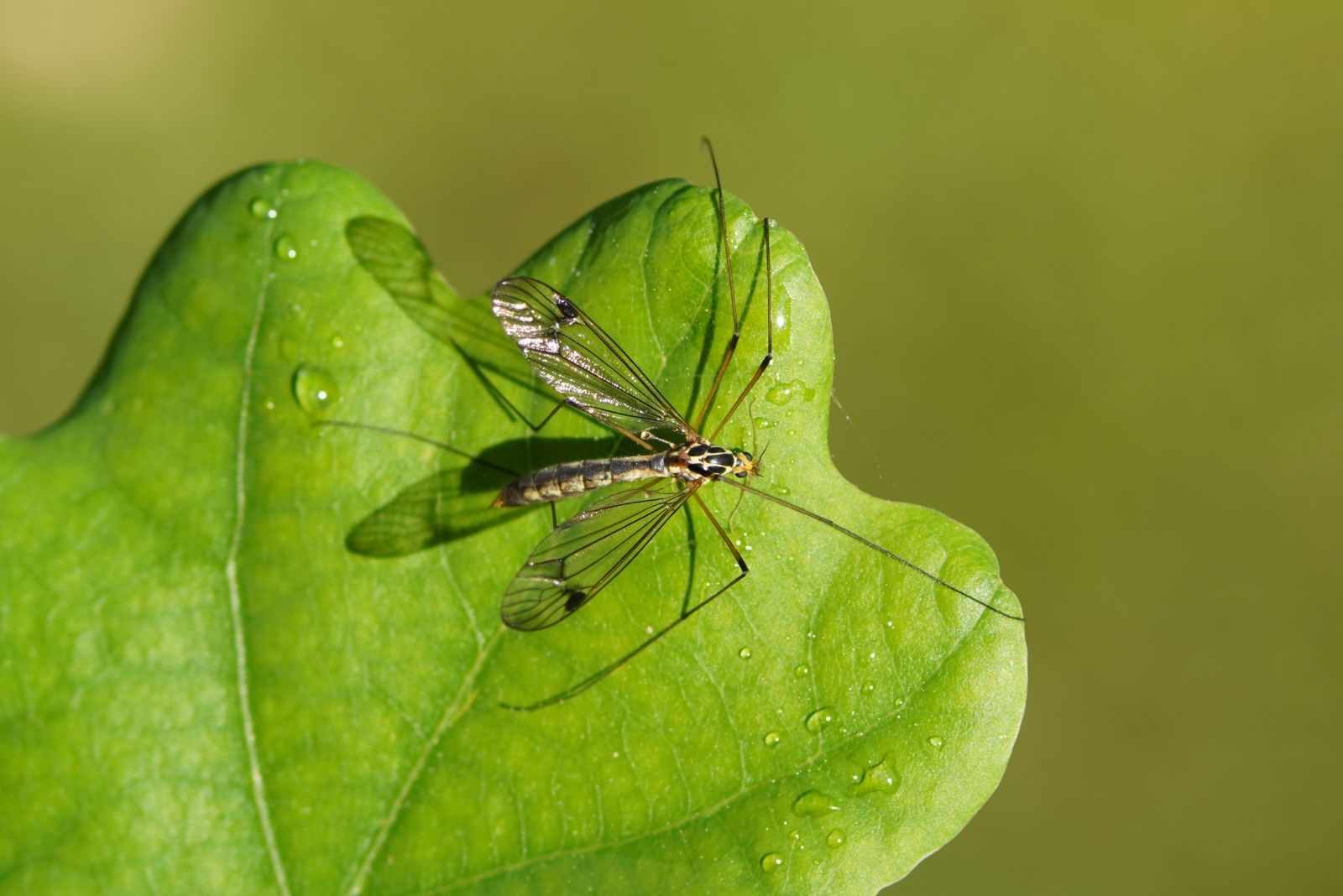 crane fly