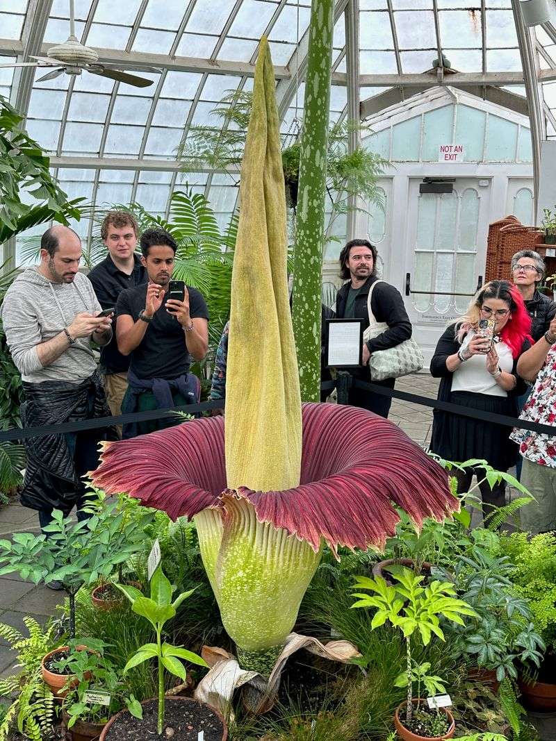 This Giant Bloom Is Not Really One Flower This Giant Bloom Is Not Really One Flower