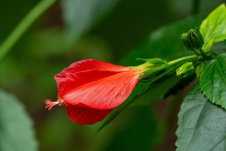turk's cap