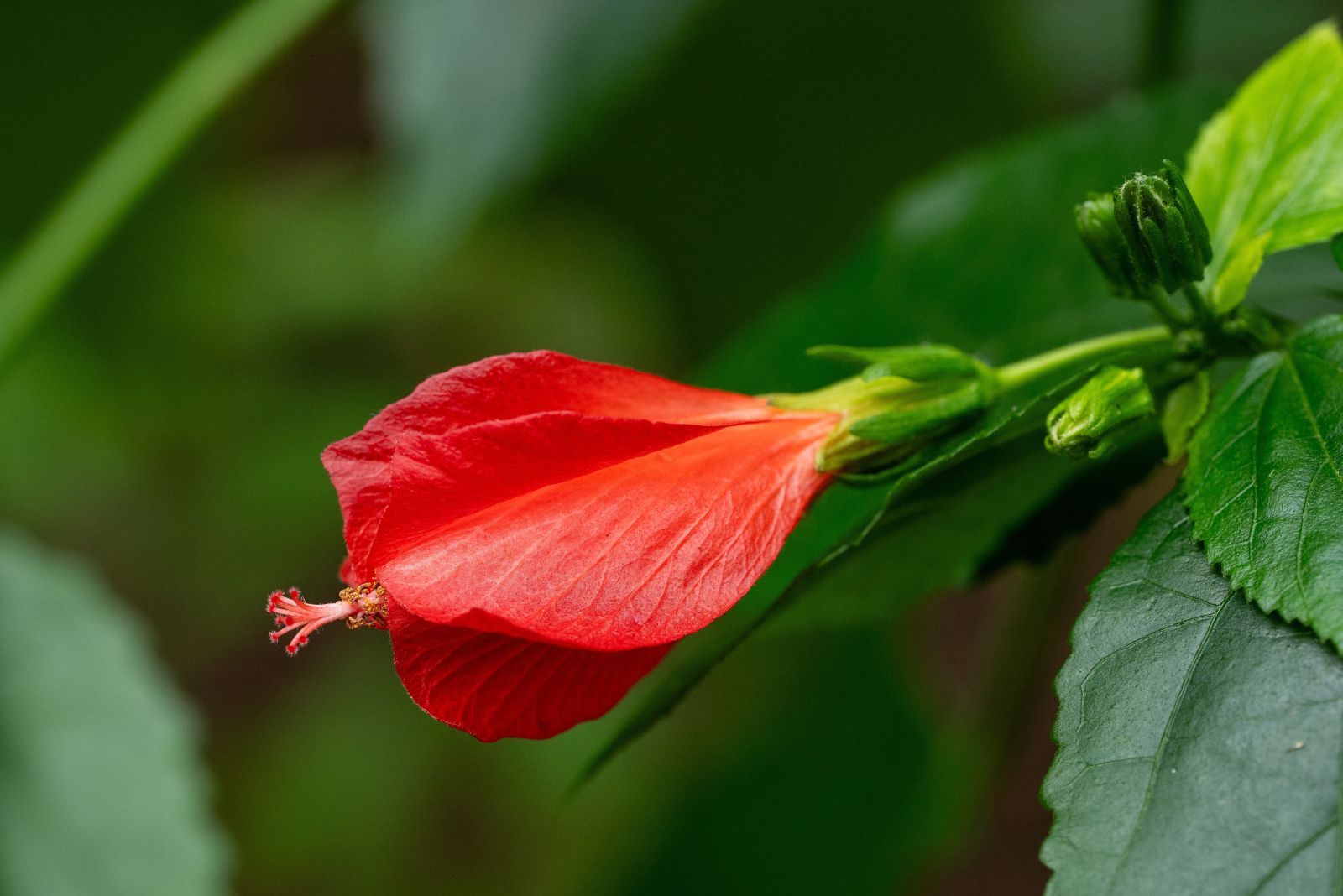 turk's cap