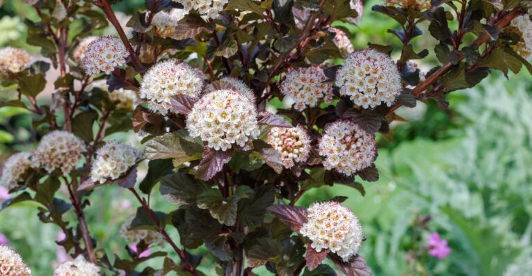 ninebark shrub