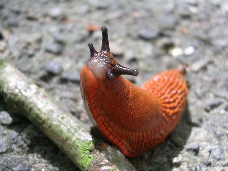 This Invasive Slug Can Damage Gardens And Crops Fast