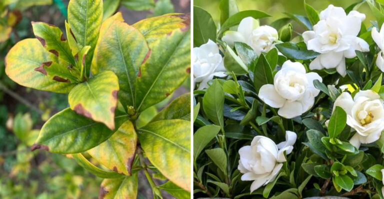 This Is How To Revive Heat-Damaged Gardenia Plants In Florida