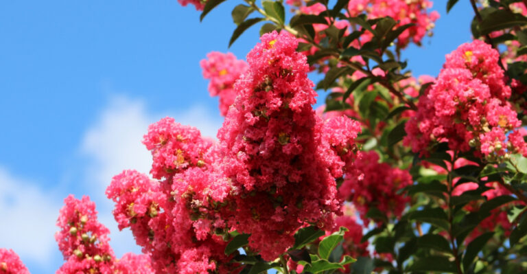 This Is How Wrong Trimming Leaves Alabama Crape Myrtles Looking Worse Each Year