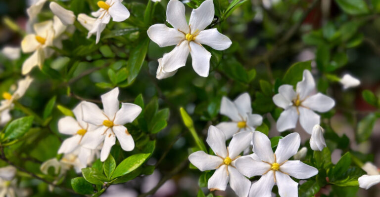 This Is The Biggest Mistake Georgia Gardeners Make With Gardenias Every Summer