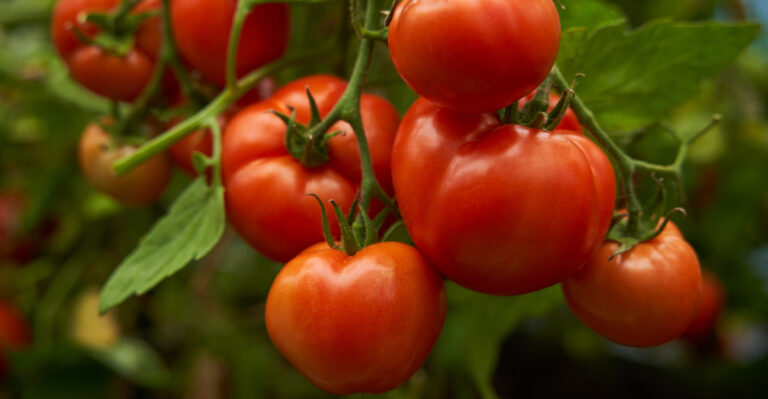 tomato plants (featured image)