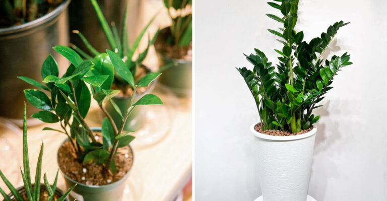 This Is The Cool-Named Houseplant Florida Homes Can Grow In Low Light