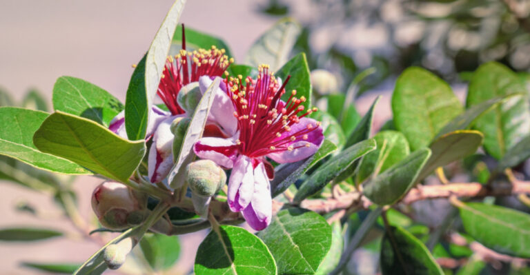 This Is The Easiest Fruit Tree California Gardeners Aren’t Growing Yet