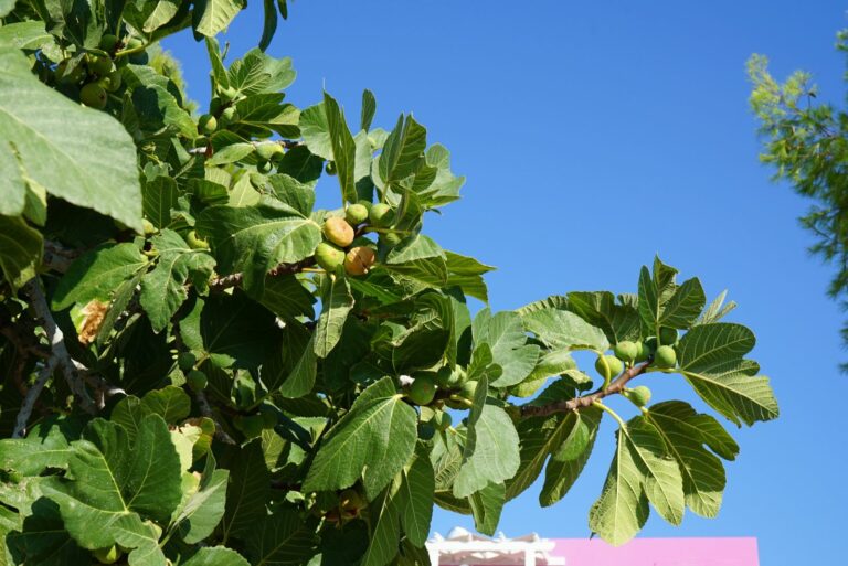 fig tree