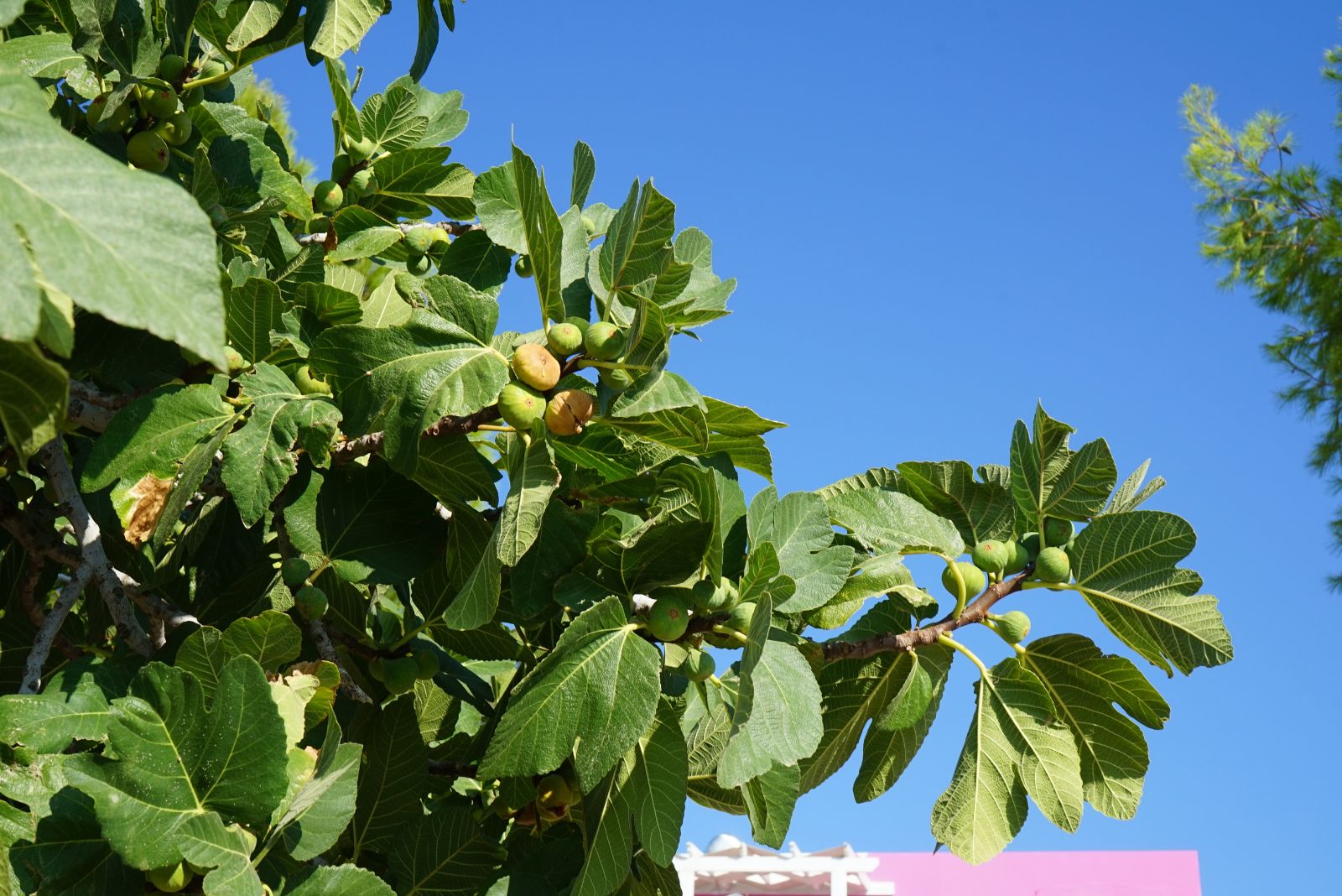 fig tree