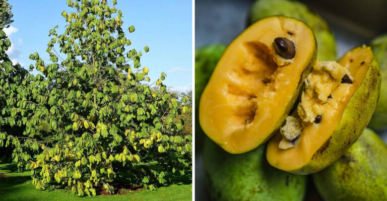 This Is The Easy Native Fruit Tree Pennsylvania Gardeners Aren’t Growing Yet