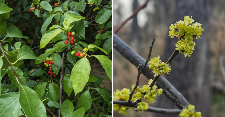 This Is The Hardy Native Shrub Ohio Gardeners Are Planting Instead Of Forsythia