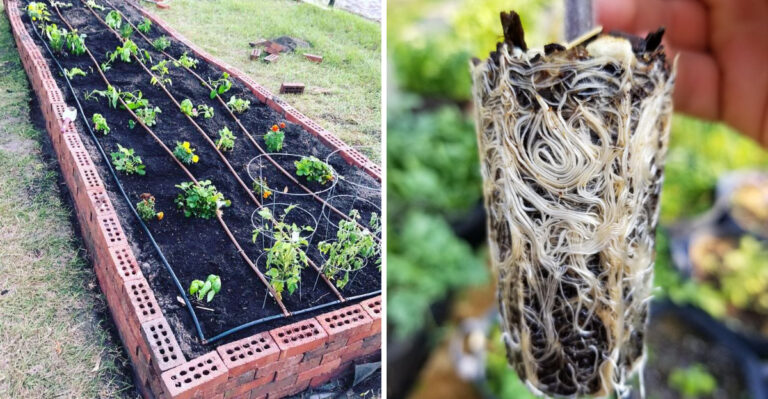 This Is The Hidden Root Advantage That Makes Florida Native Plants So Tough