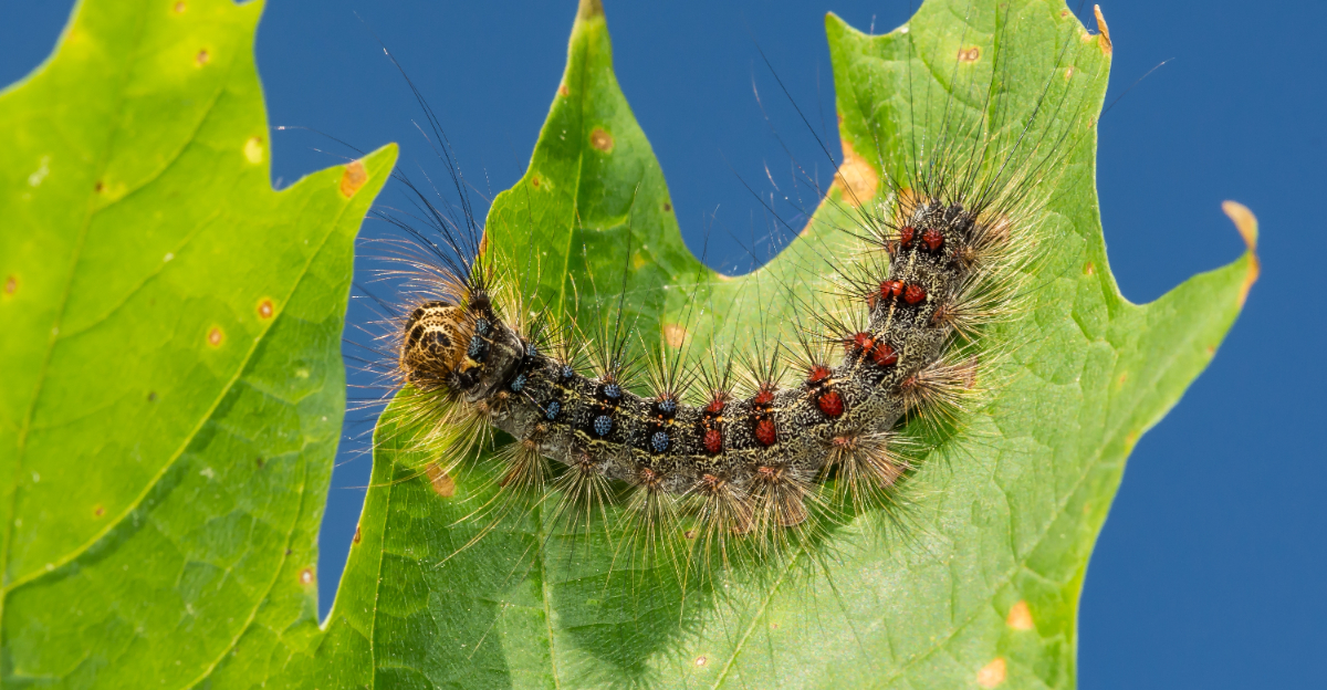 Spongy Moth Caterpillar