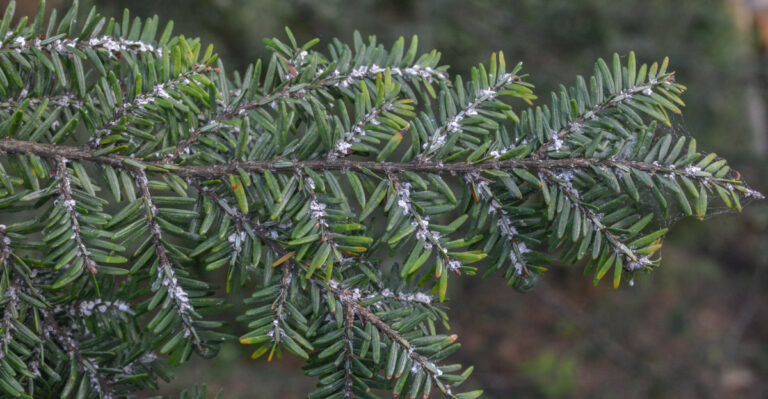 Hemlock woolly adelgid