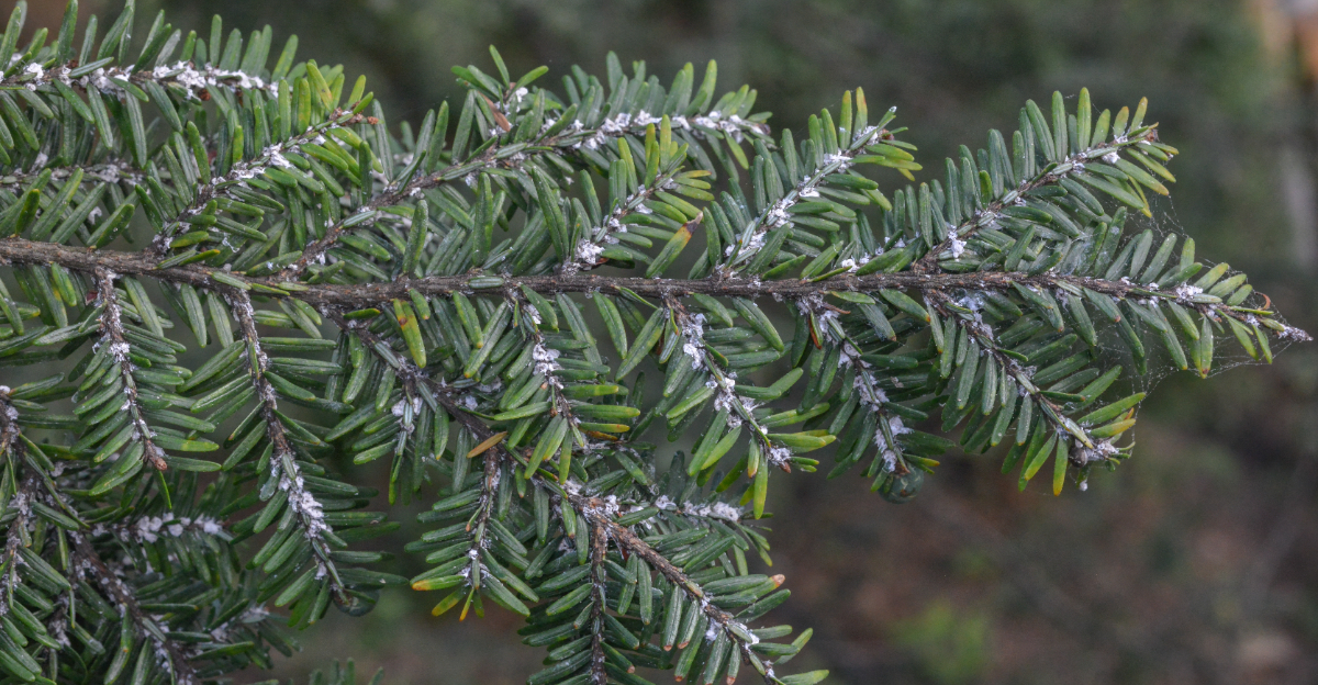 Hemlock woolly adelgid