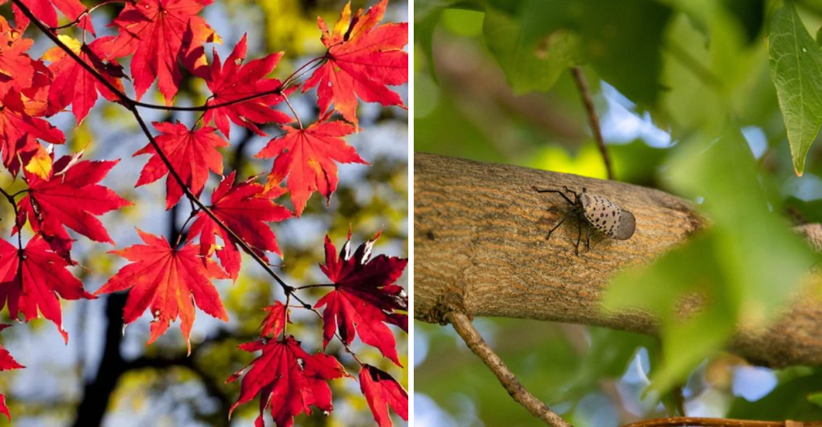 maple tree and spotted lanternfly
