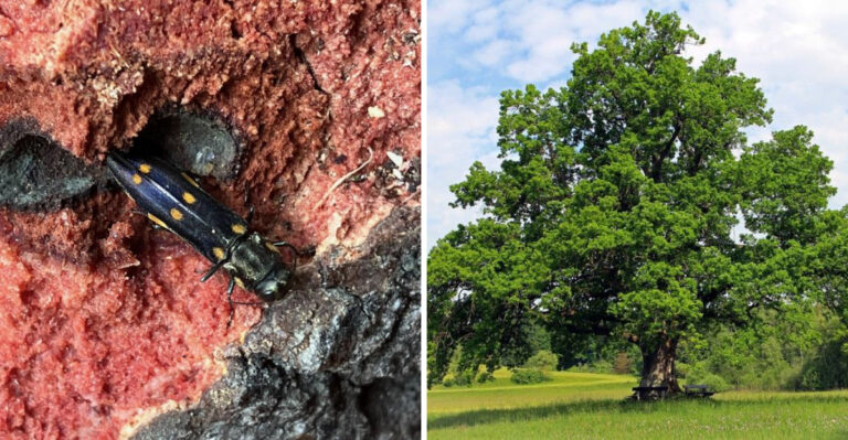 two spotted oak borer and oak tree