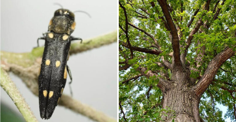 two spotted oak borer and oak tree