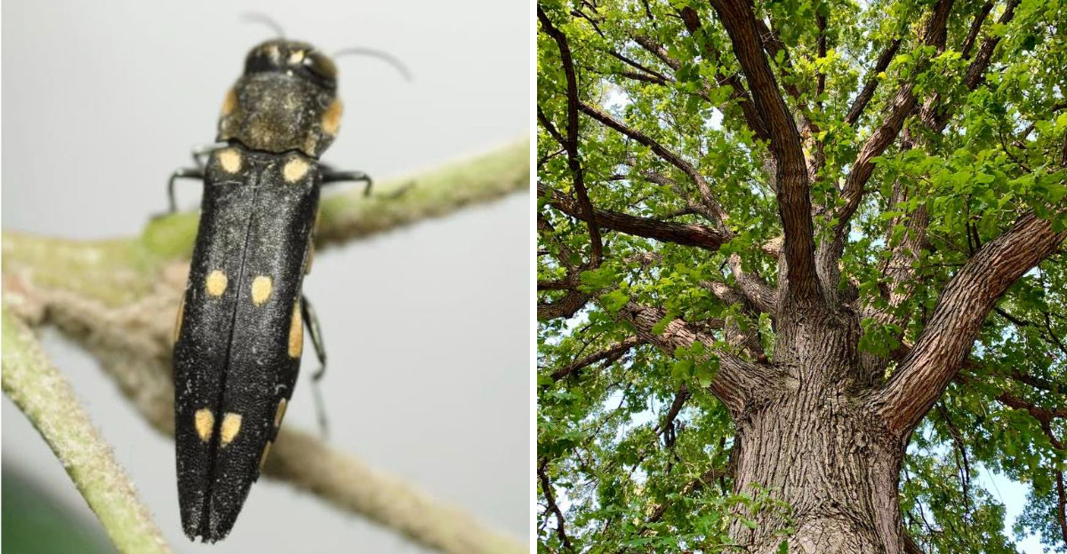 two spotted oak borer and oak tree