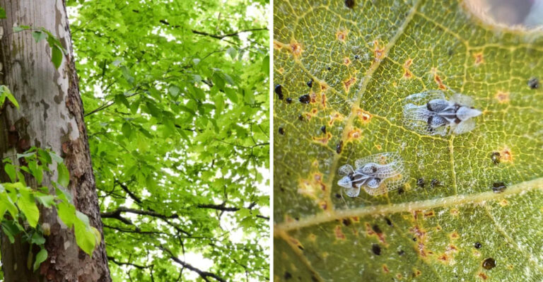 This Is The Invasive Pest Targeting Texas Sycamore Trees Along Rivers And In Residential Yards