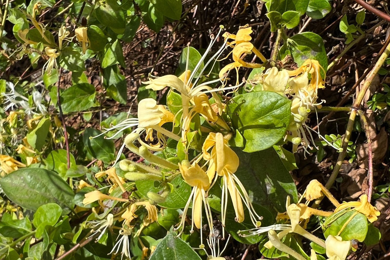 japanese honeysuckle