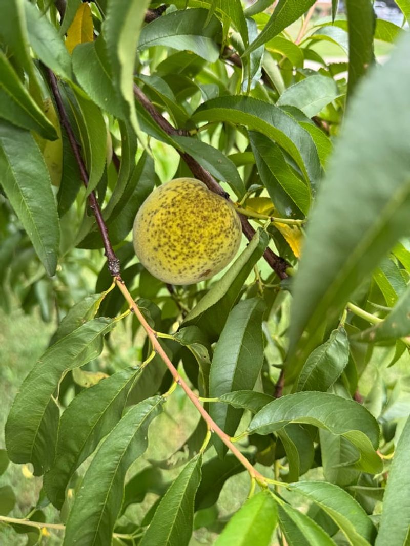 This Is The Kitchen Ingredient Michigan Gardeners Are Using To Protect Fruit Trees From Bacteria And Fungi This Is The Kitchen Ingredient Michigan Gardeners Are Using To Protect Fruit Trees From Bacteria And Fungi