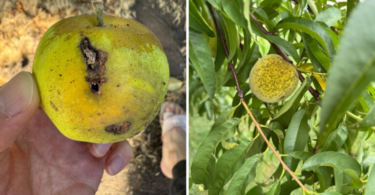 This Is The Kitchen Ingredient Michigan Gardeners Are Using To Protect Fruit Trees From Bacteria And Fungi