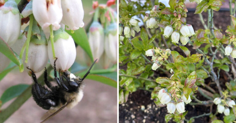 This Is The Little Known Native Pollinator That Determines Whether Georgia Blueberry Harvests Succeed