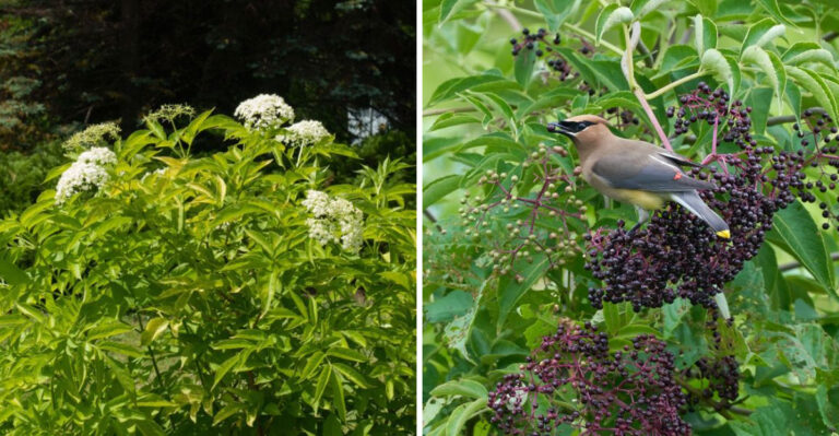 american elderberry cedar waxwing