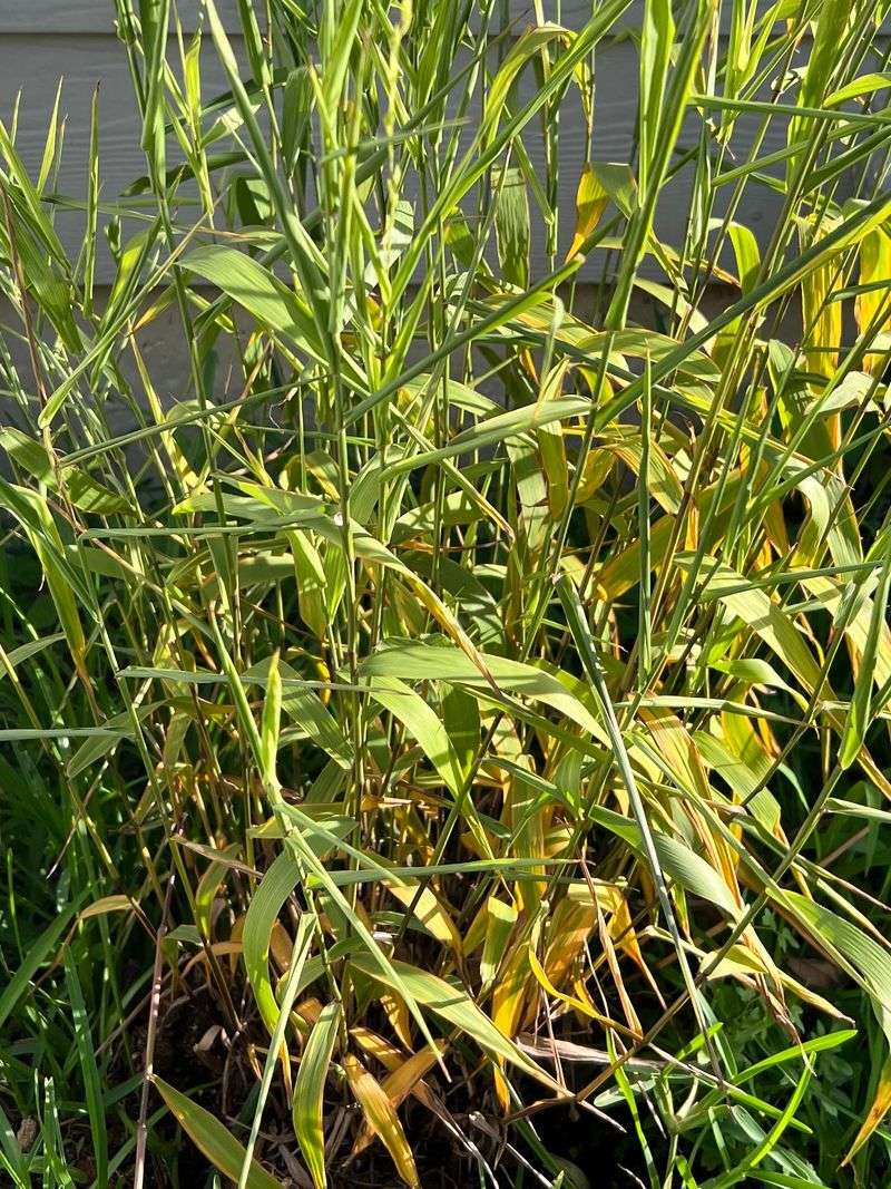 This Is The Native Texas Grass Worth Getting To Know First This Is The Native Texas Grass Worth Getting To Know First