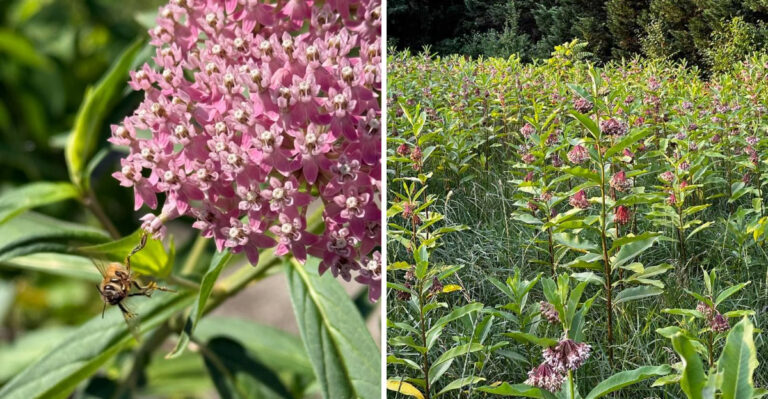 This Is The Ohio Native Plant Grandmothers Grew And Grandchildren Should Revive
