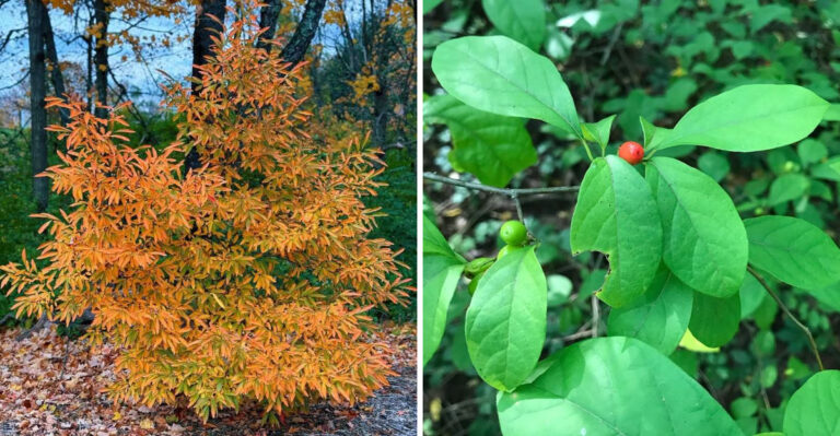 This Is The Overlooked Ohio Native Berry That Turns Fall Gardens Into A Bird Magnet