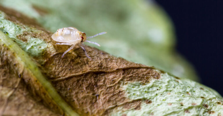 This Is The Pest Damaging Pennsylvania Container Plants On Patios This Summer