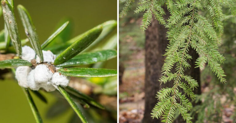 This Is The Silent Pest Destroying Pennsylvania Helmock Trees