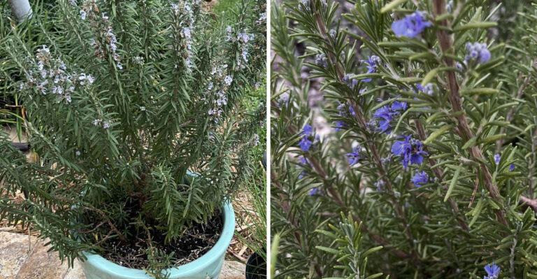 This Is The Texas Heat-Loving Herb That Works In The Kitchen And The Garden