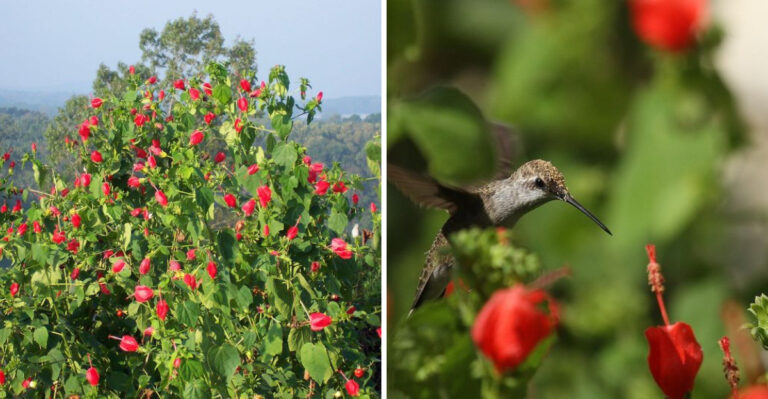 turk's cap