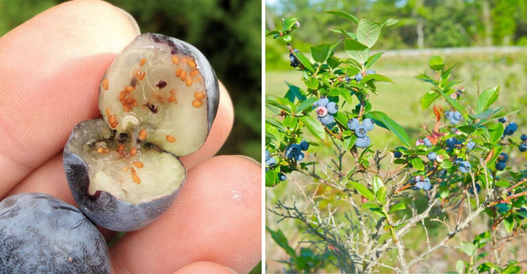 blueberry maggot