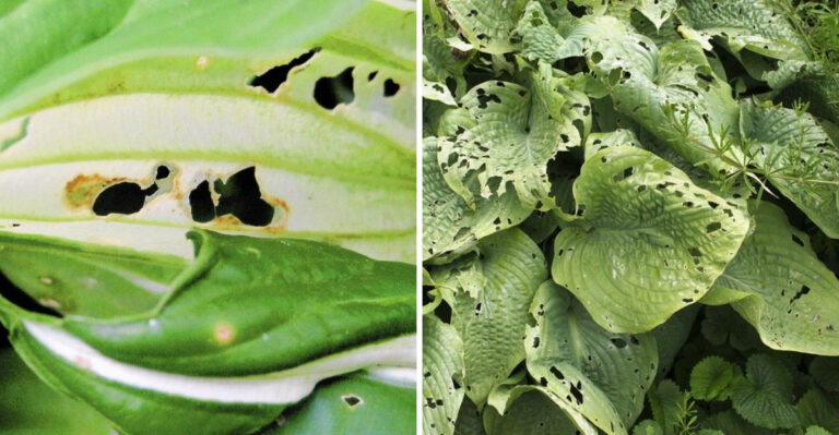 This Is The Tiny Pest Destroying Pennsylvania Hostas In Shaded Gardens This Season