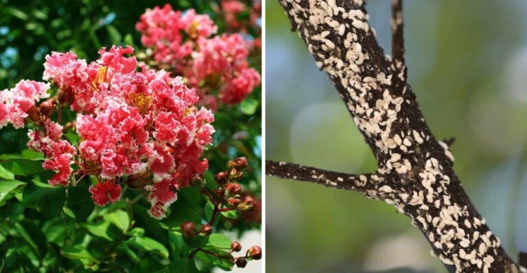 This Is The Tiny Pest Destroying Texas Crape Myrtles From The Inside Out This Summer