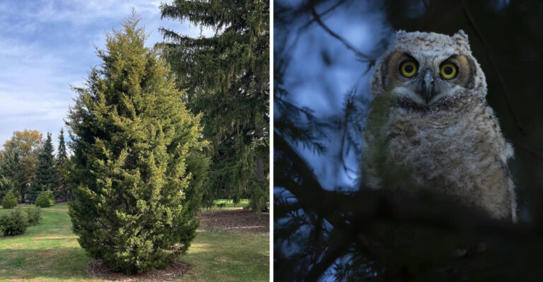This Is The Tree Ohio Owls Actually Prefer For Roosting And How To Make Your Yard Attractive To Them