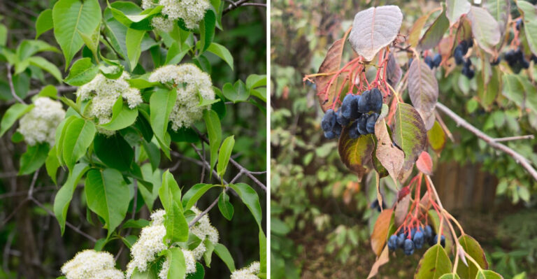 This Is The Underrated Michigan Native Shrub That Screens Yards And Supports Wildlife