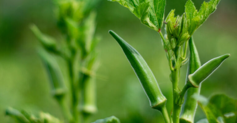 This Is The Vegetable That Thrives In Illinois July Heat When Everything Else Gives Up