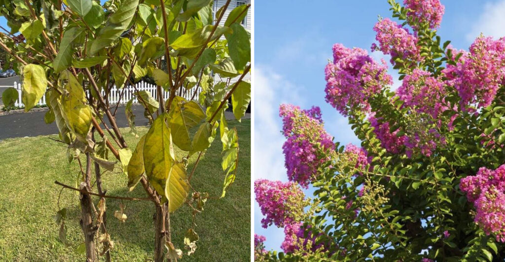 This Is What Georgia Gardeners Keep Getting Wrong With Crape Myrtles ...